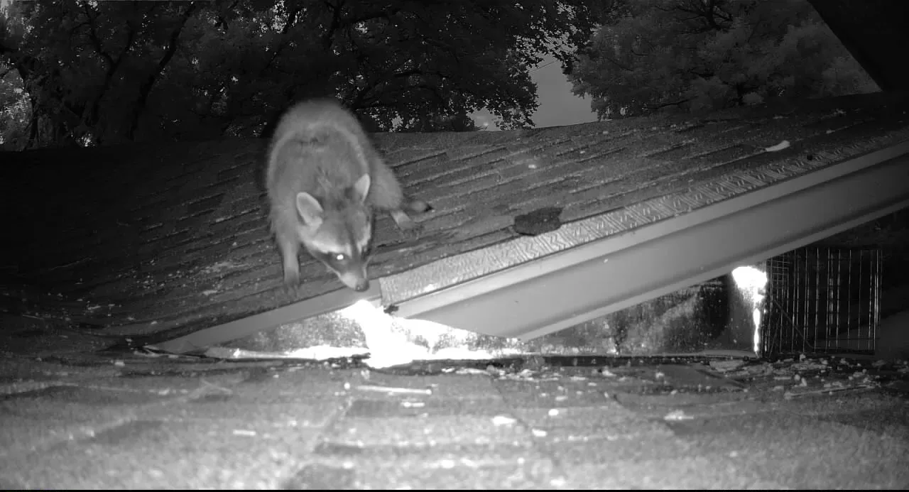 Copy of 392 Raccoon at the roof