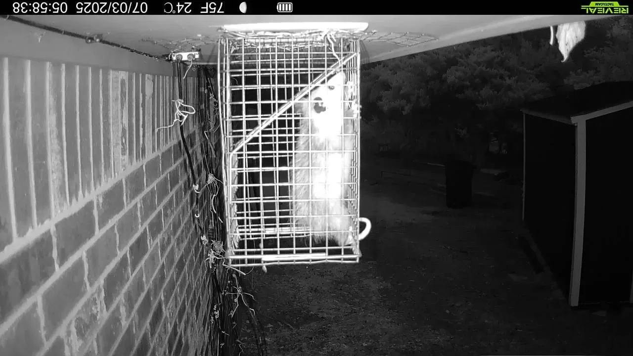 Copy of 395 Opossum near trap