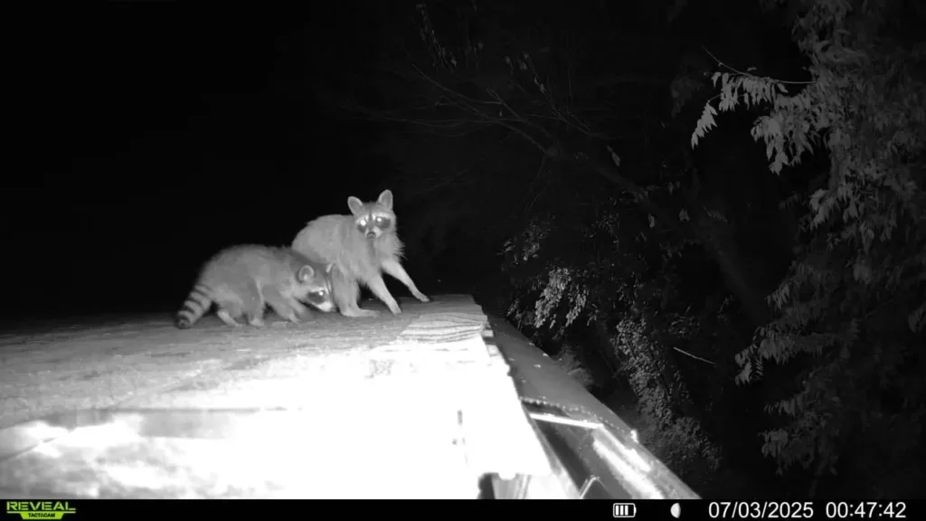 Copy of 399 Raccoon family