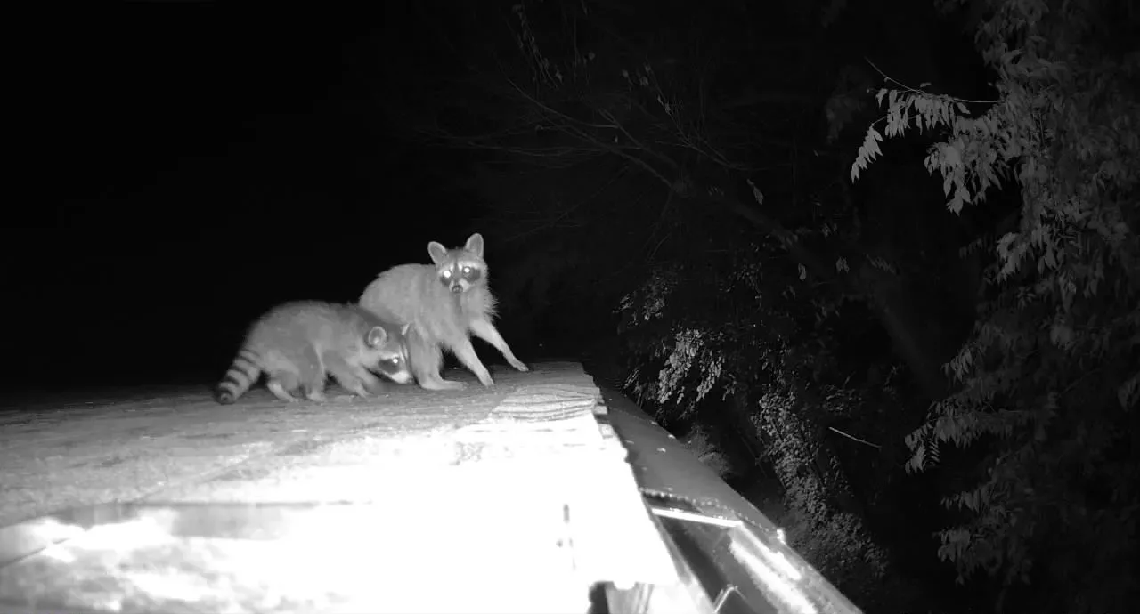 Copy of 399 Raccoon family