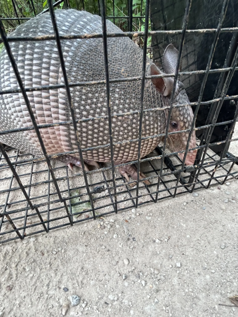 Copy of 436 Main Armadillo Removal u GBP