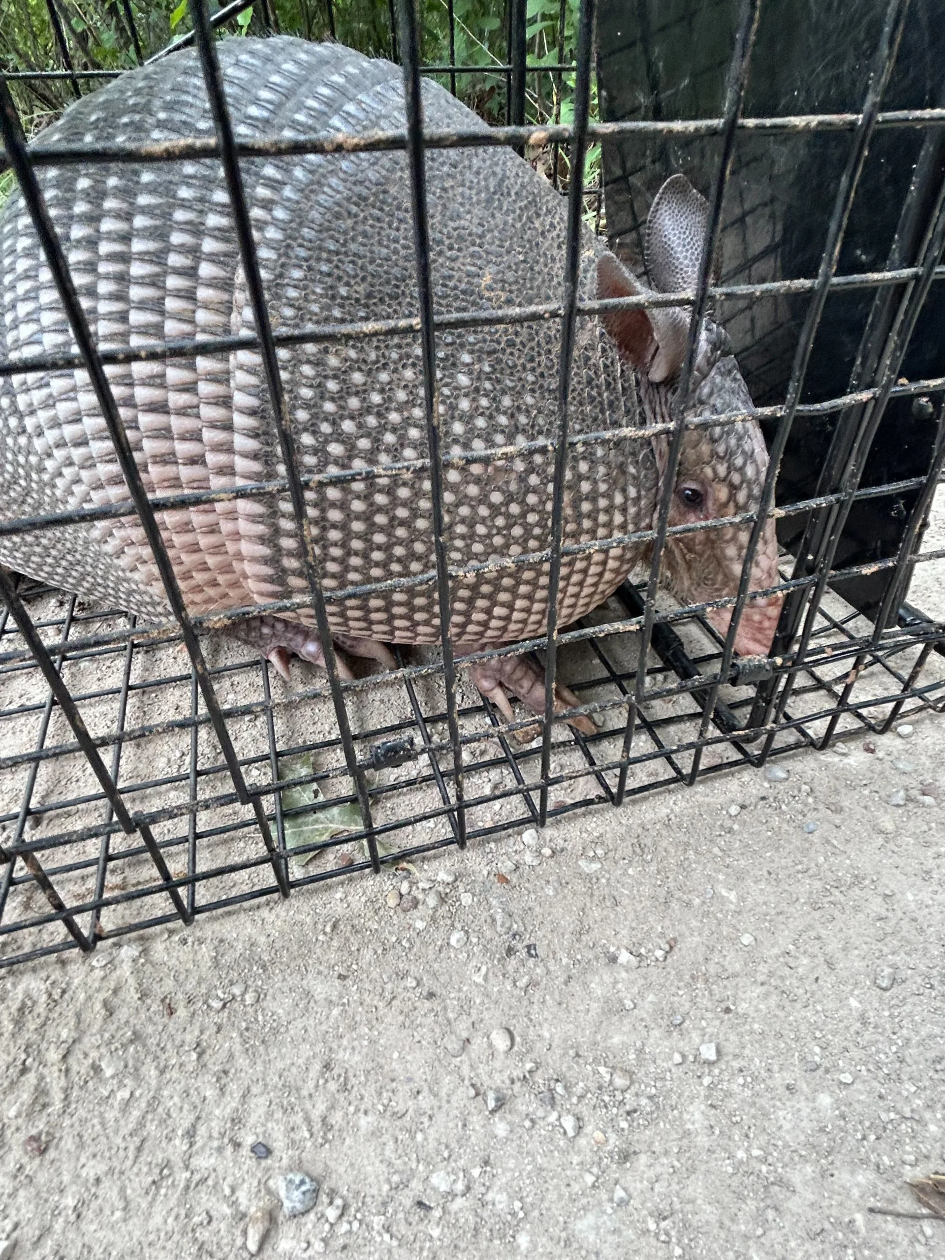 Copy of 436 Main Armadillo Removal u GBP
