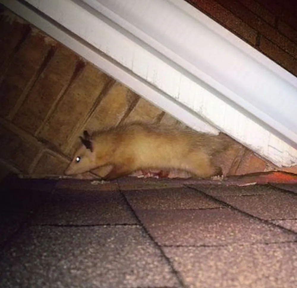 Copy of 444 Opossum in the roof JPG u GBP