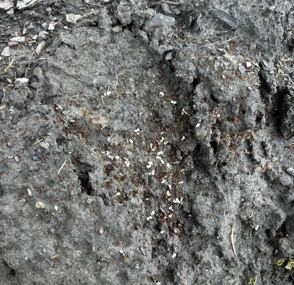 Copy of 451 Ant trail Webp u GBP