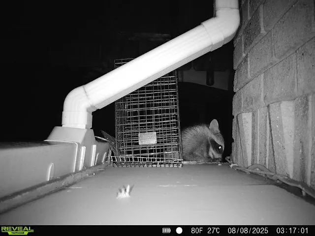 Copy of 468 raccoon trying to access property u GBP