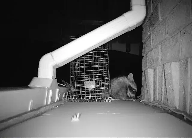 Copy of 468 raccoon trying to access property u GBP