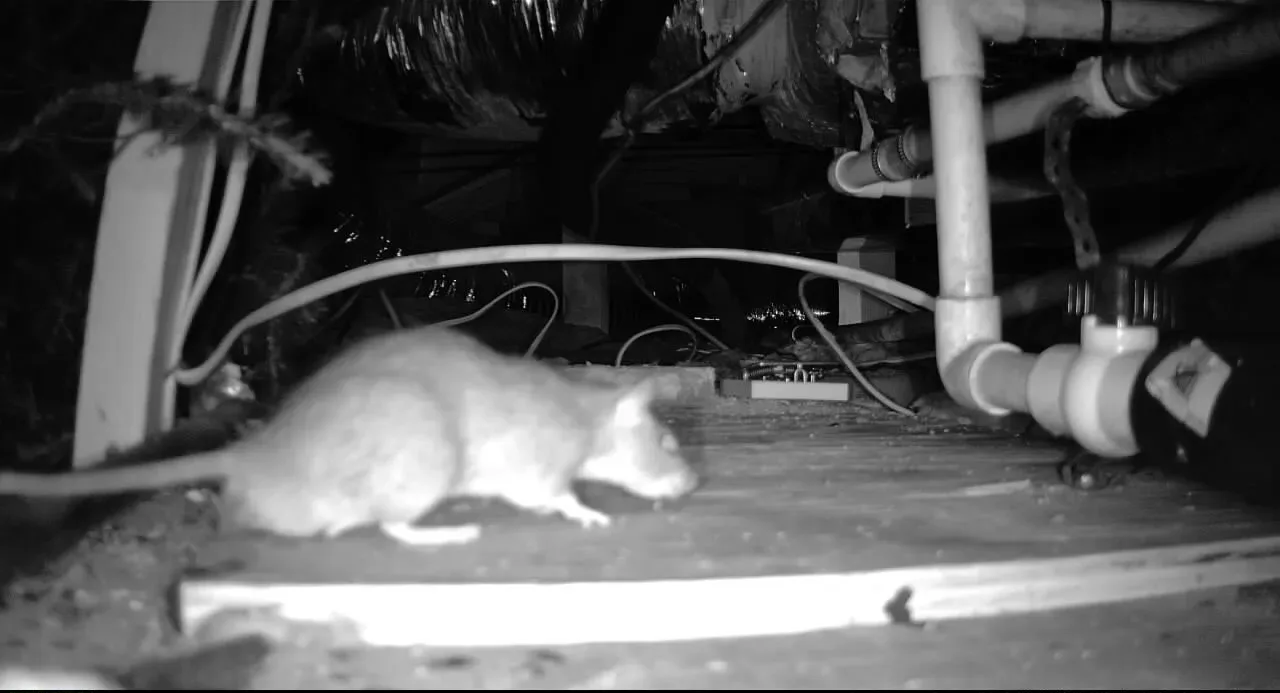 Rat Removal McKinney