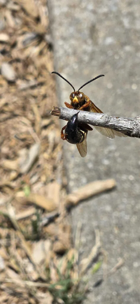Copy of 530 Wasp
