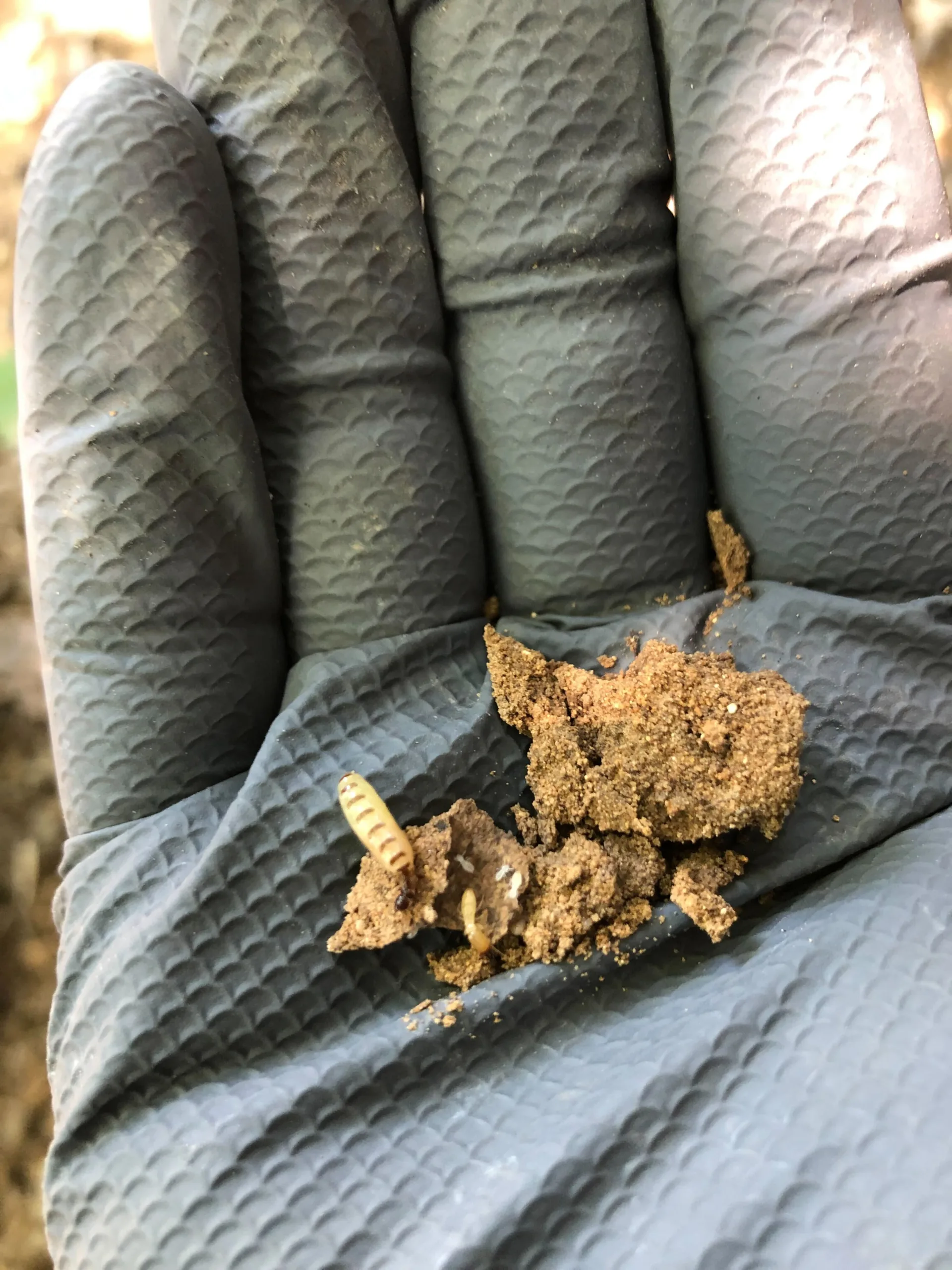 Termite Control Arlington
