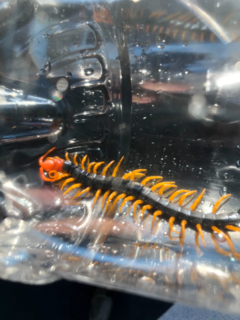 Pest Control Euless