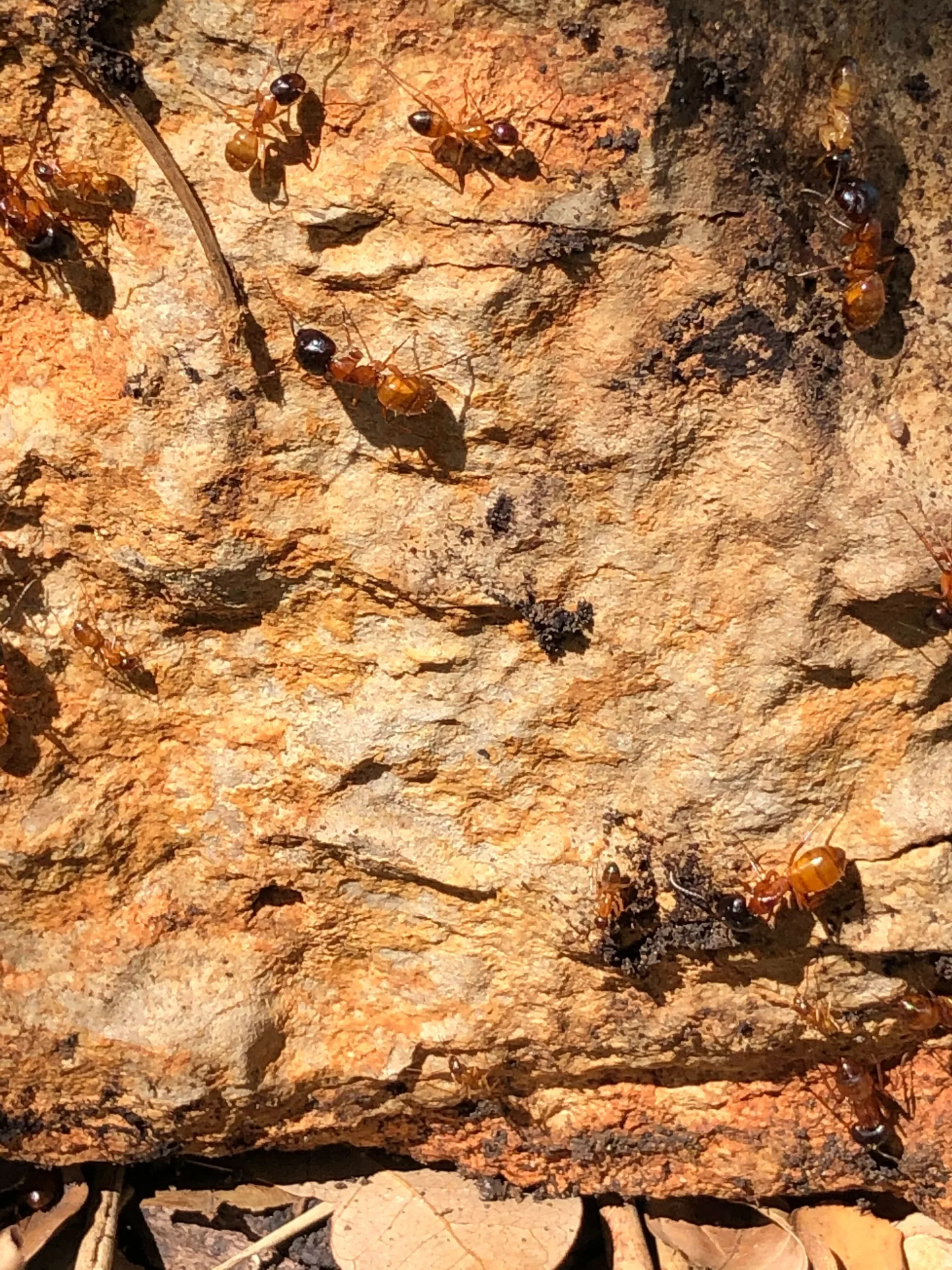 Termite Control Southlake