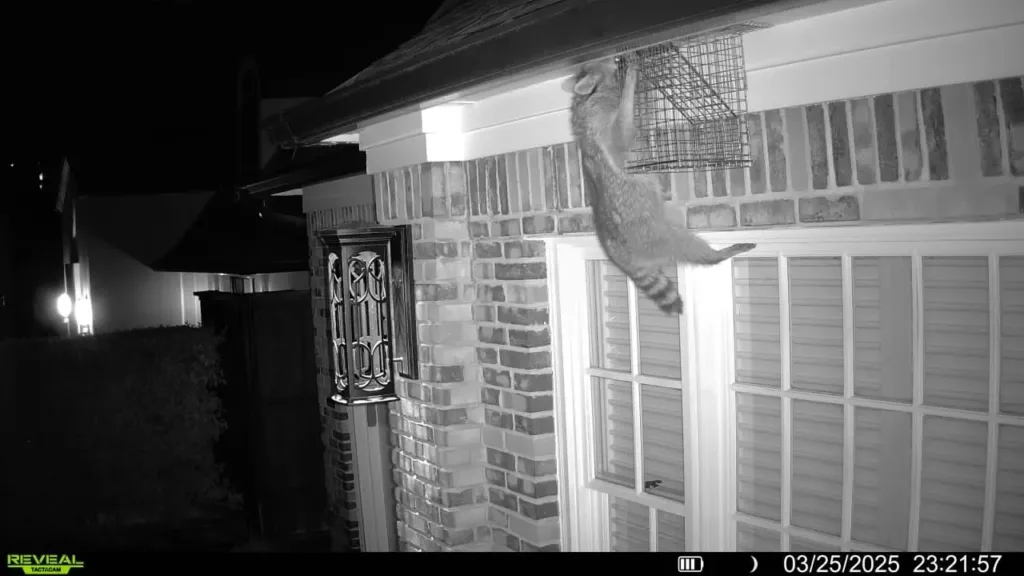 Copy of 95 Raccoon near a trap