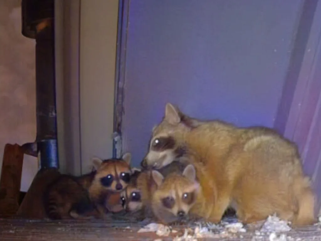 Raccoon Removal Fort Worth Professional Assistance by Critter Stop