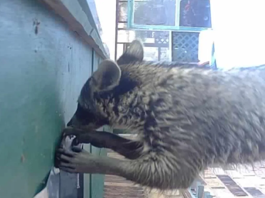 Raccoon Removal Fort Worth Professional Assistance by Critter Stop