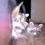 Raccoons leaving the property