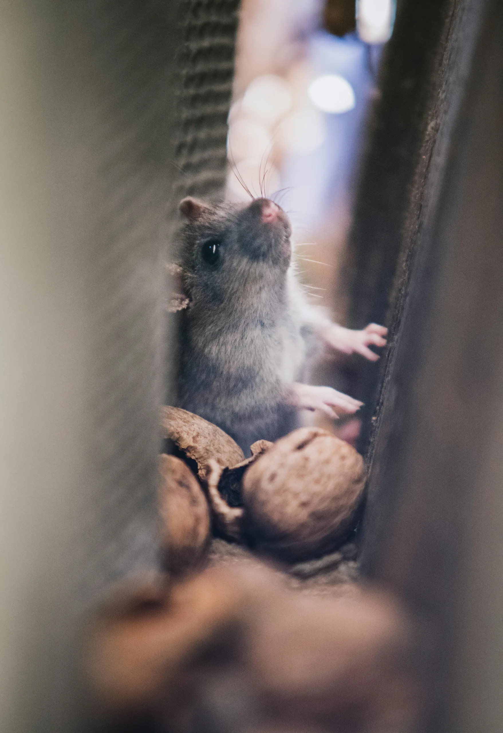 pexels david bartus 43782 617440 | Critter Stop pexels david bartus 43782 617440