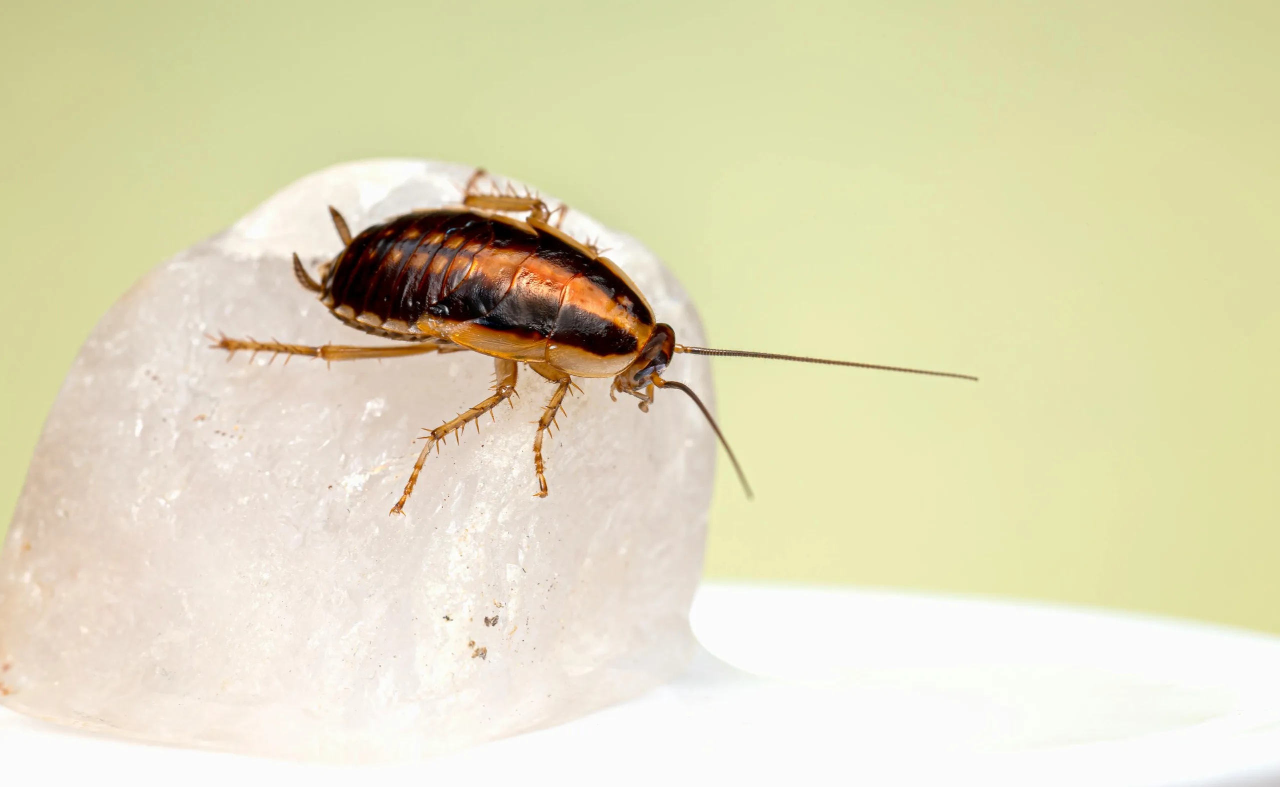 Pest Control Farmers Branch