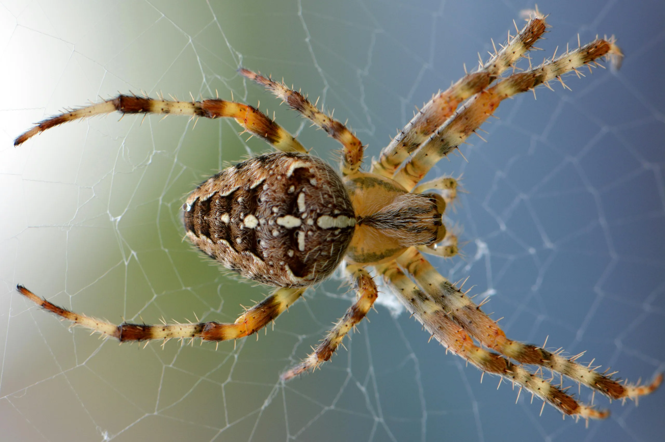 Pest Control Farmers Branch