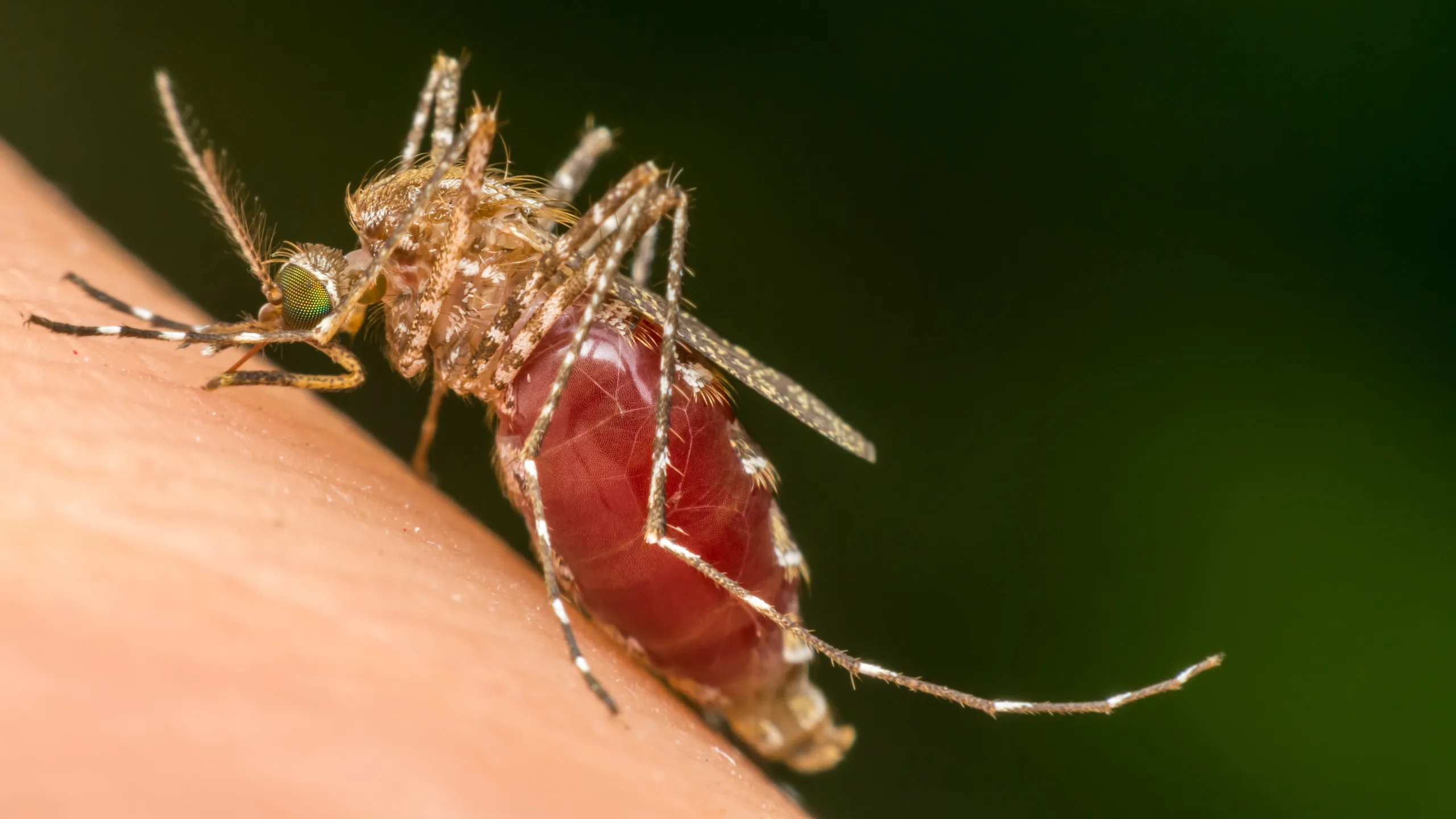 Mosquito Control Lewisville