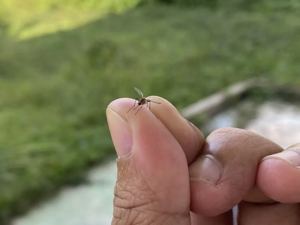 Mosquito Control Roanoke 