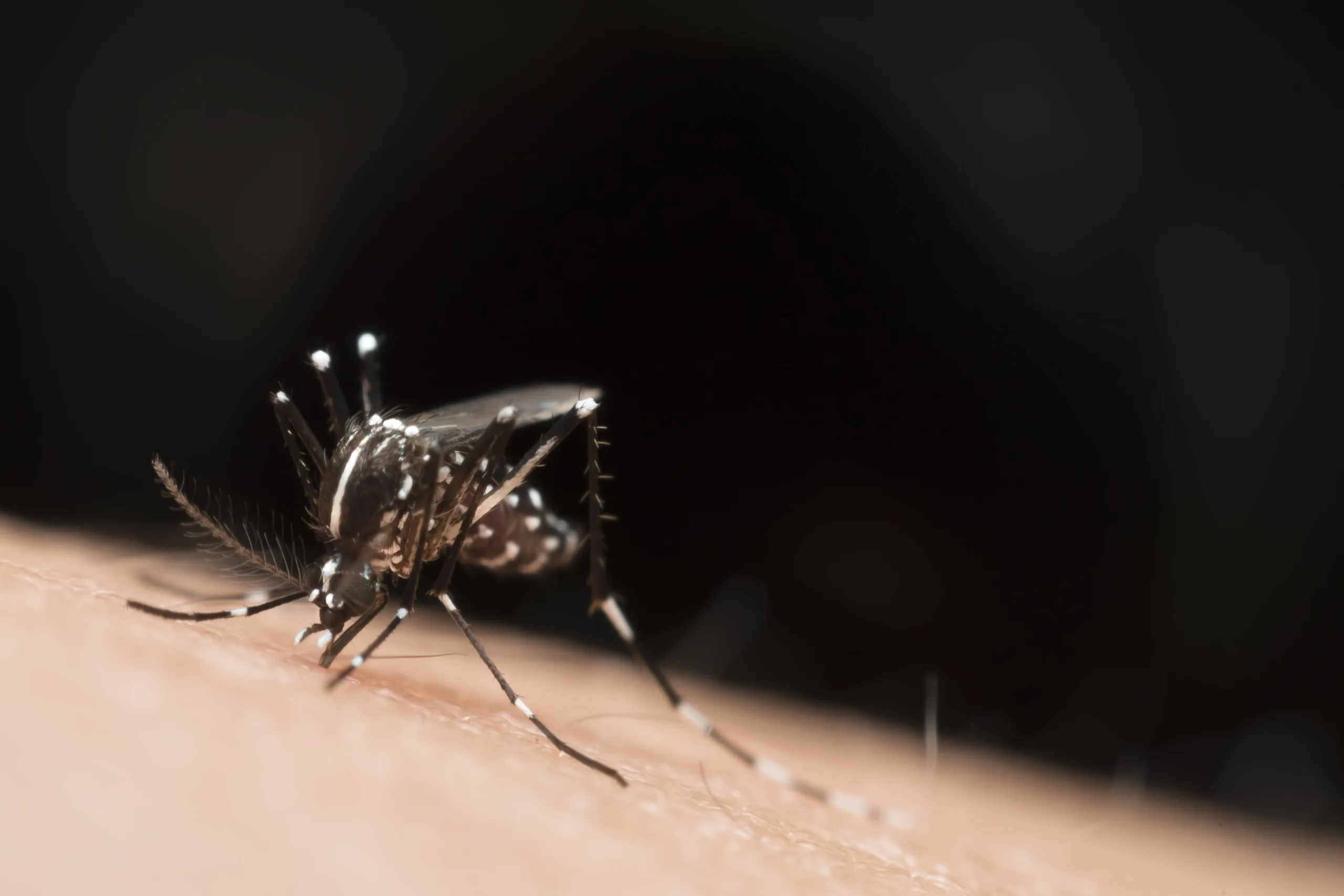 Mosquito Control Roanoke 