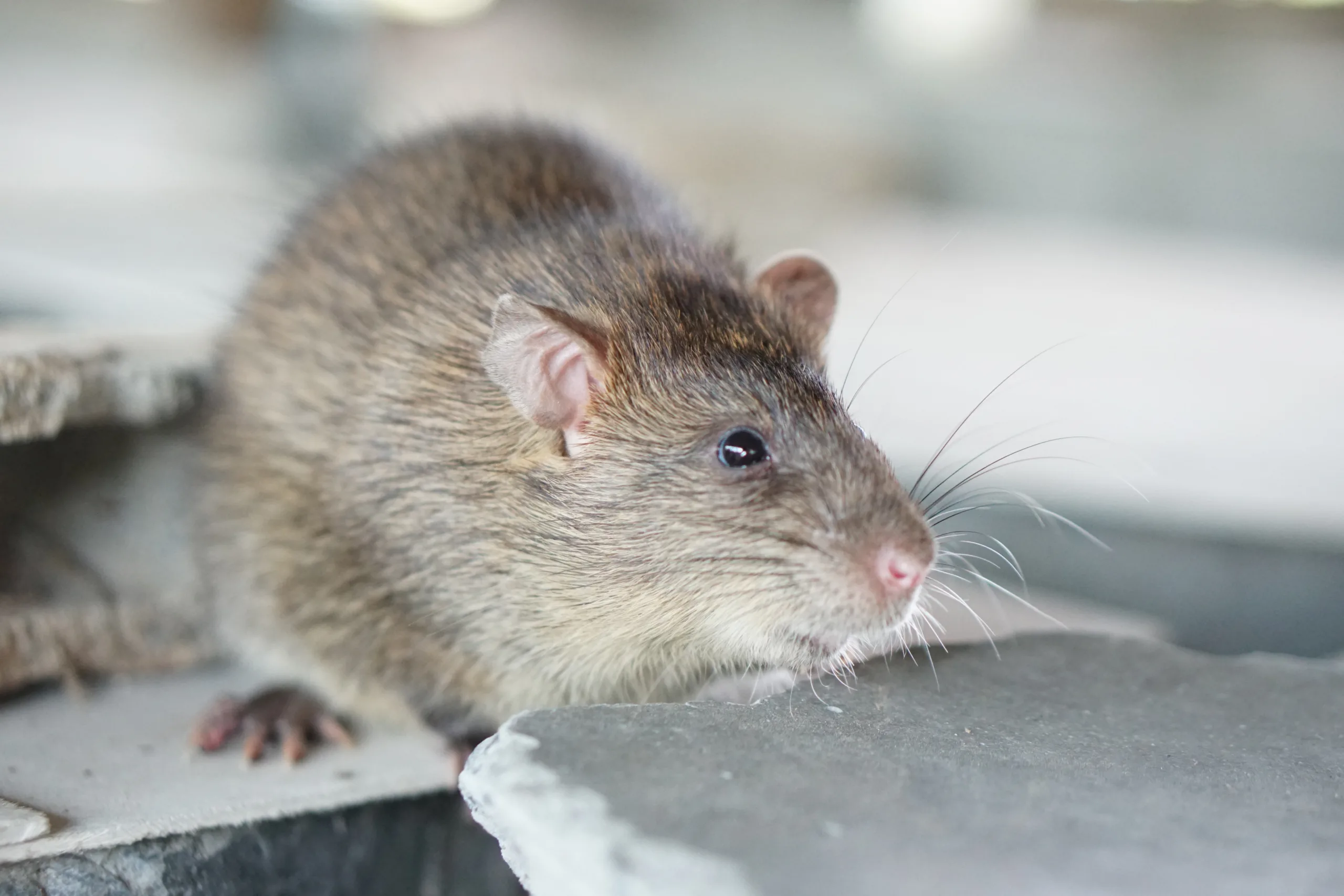 Rat Removal Fort Worth