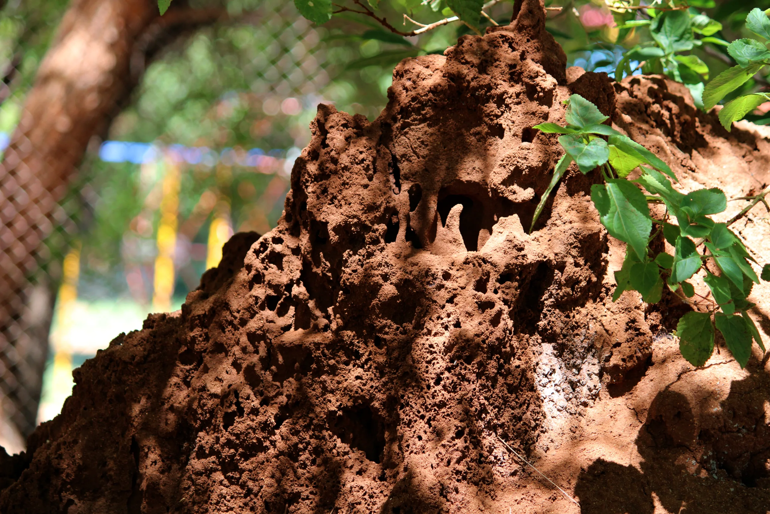 vecteezy termite mound building in almatti garden 10884947