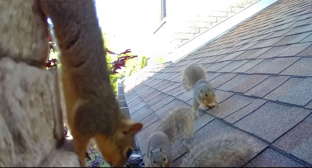 Copy of 155 Group Squirrel on roof