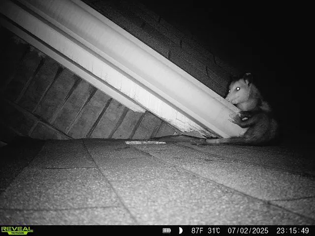 Copy of 403 Opossum in roof u GBP