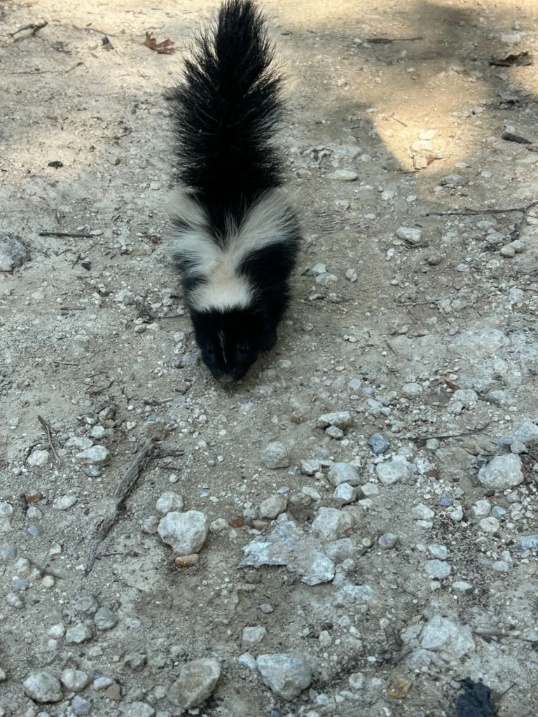 Copy of 440 Main skunk removal photo u GBP