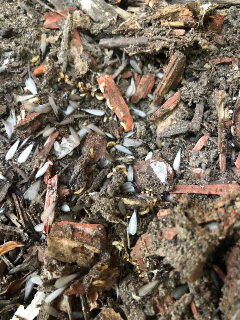 Copy of 65 Termites