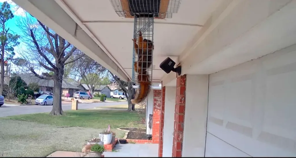 Copy of 82 Squirrel Trapping OKC