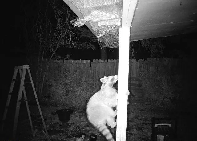 Copy of 126 Raccoon caught by camera