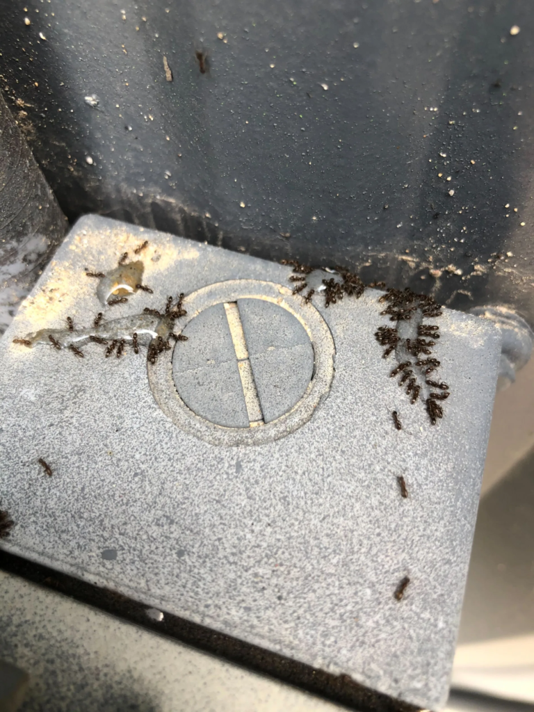 Copy of 67 Ants