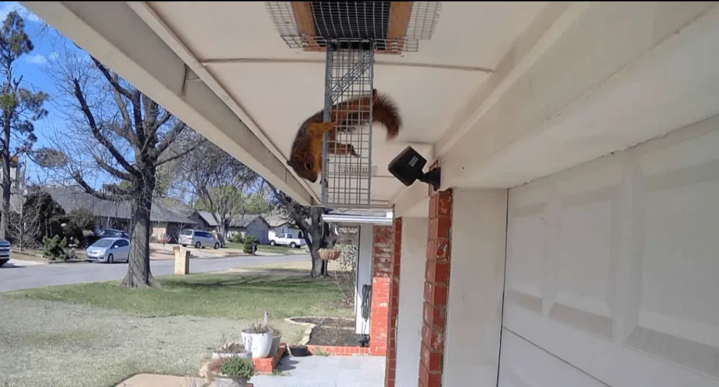 Copy of 81 Squirrel Trapping