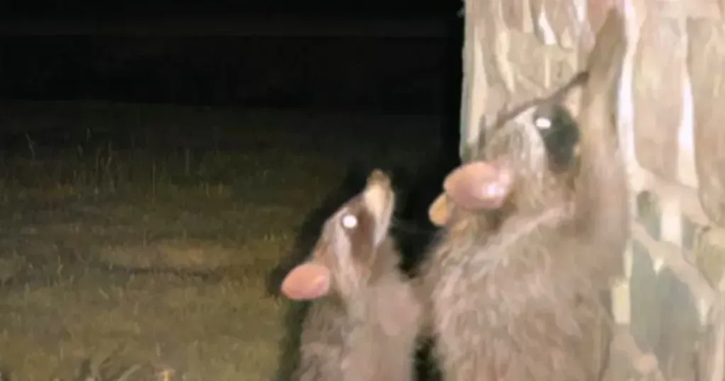 GBP PostPhotos 21 | Critter Stop GBP PostPhotos 21