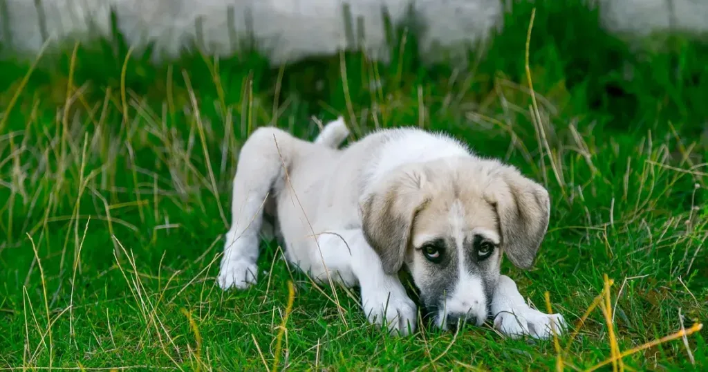 dog 2723108 1280 | Critter Stop dog 2723108 1280