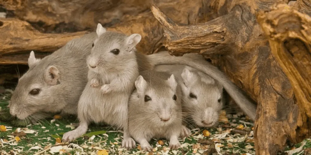 ppc rat bg trap rats in tree