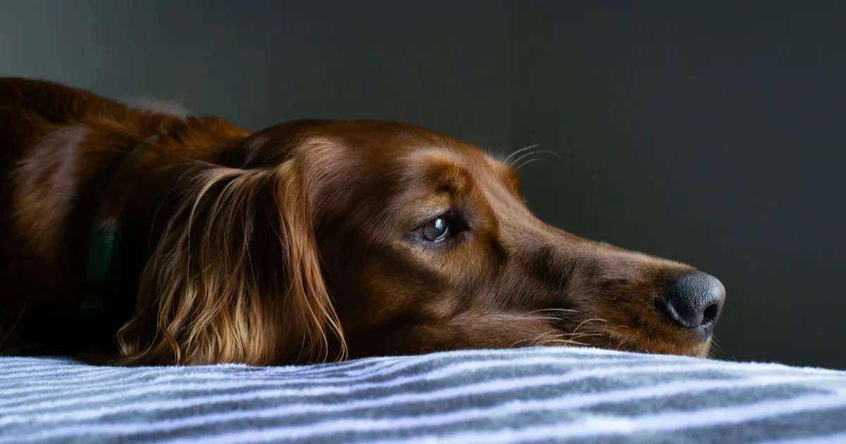 ryan stone FTzRYeD5lAs unsplash