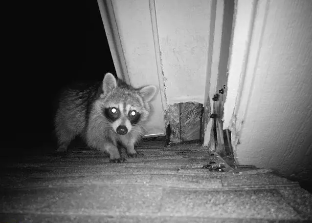 206. Raccoon using an entry point