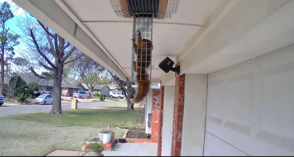 82.- Squirrel Trapping OKC