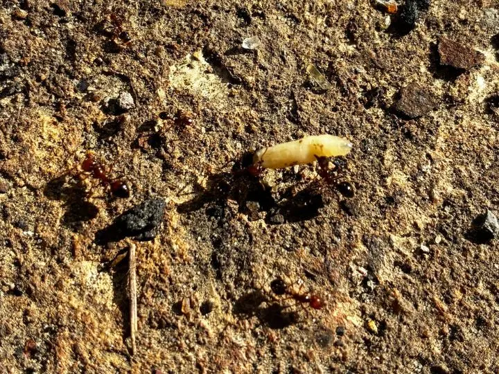 ants carrying a maggot
