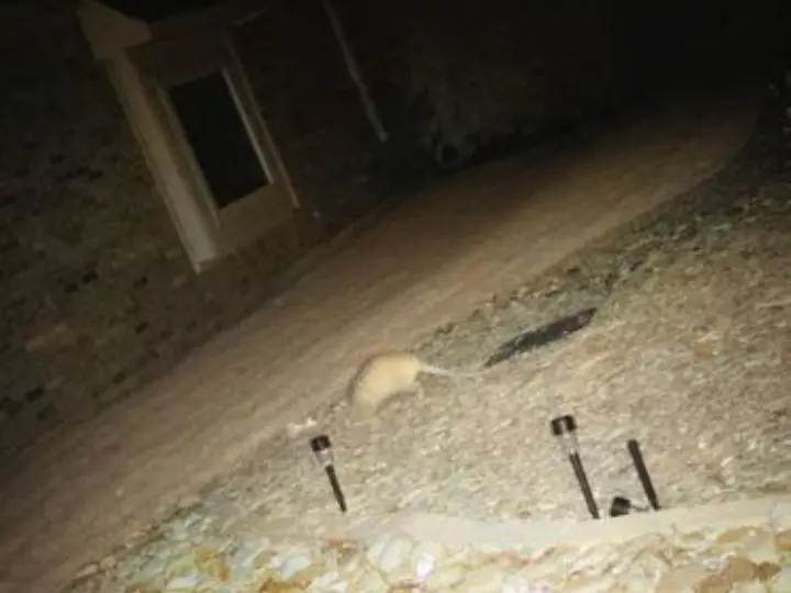 armadillo in porch