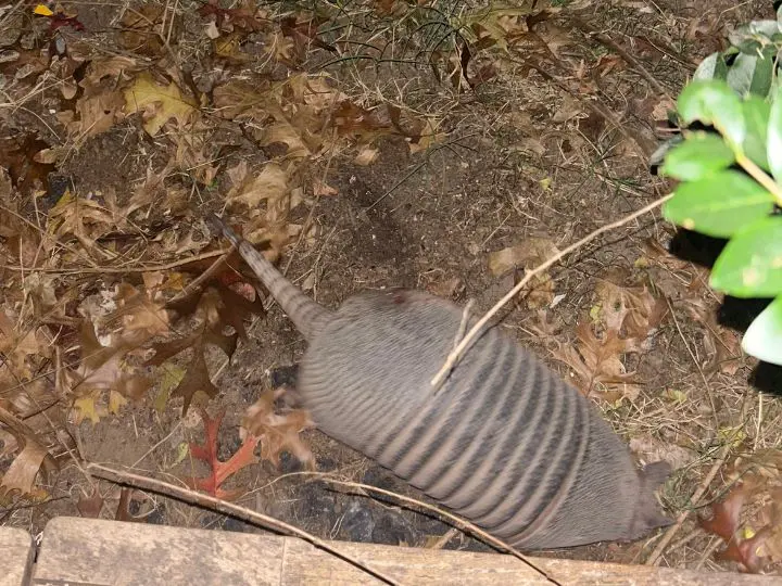 armadillo in the yard