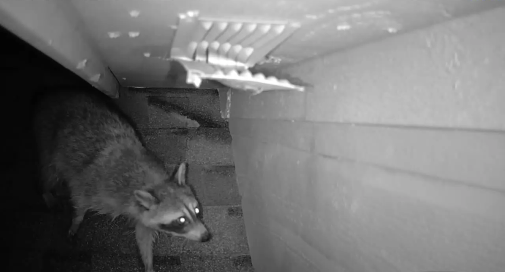 Copy of 246. Raccoon getting inside.jpg 2