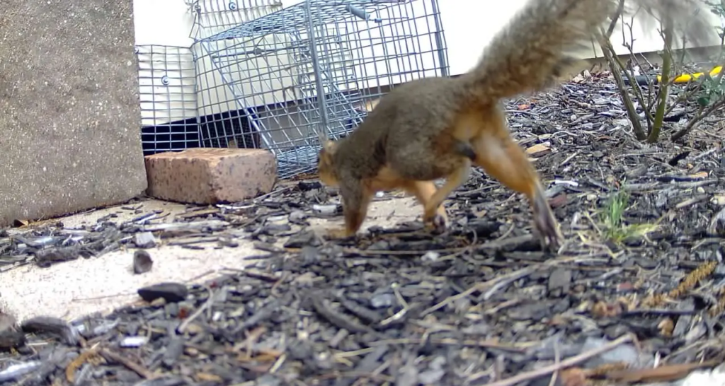 Copy of 279. Squirrel near to trap 2