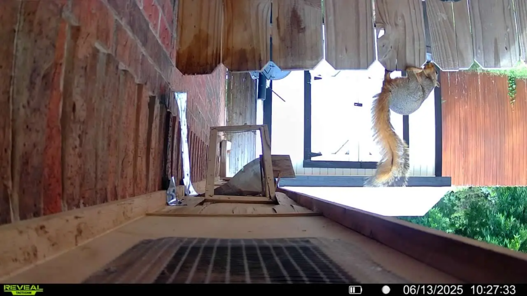 Copy of 313. Squirrel