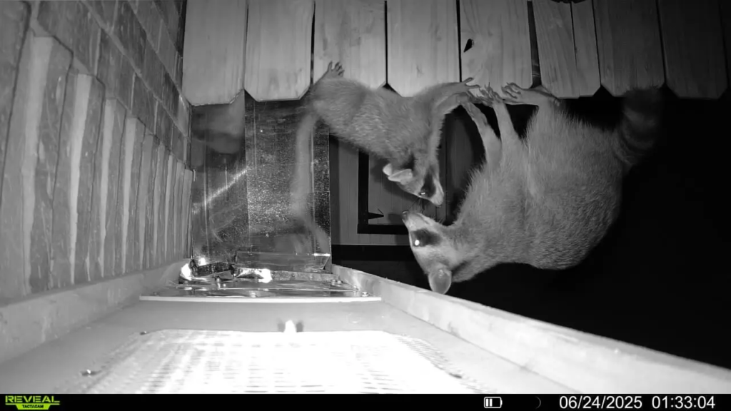 Copy of 344. Family of raccoons trying to enter a home