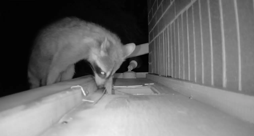 Copy of 354. Raccoon using entry point