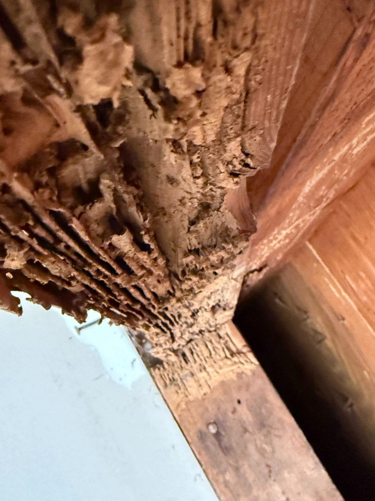 Copy of 356. Termite Damage